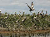 Oil spill forces wildlife to flee