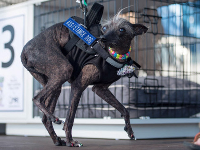 World S Ugliest Dog Contest The Beauty And The Beast In A Dog Show The Economic Times