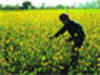 Low demand to check mustard prices
