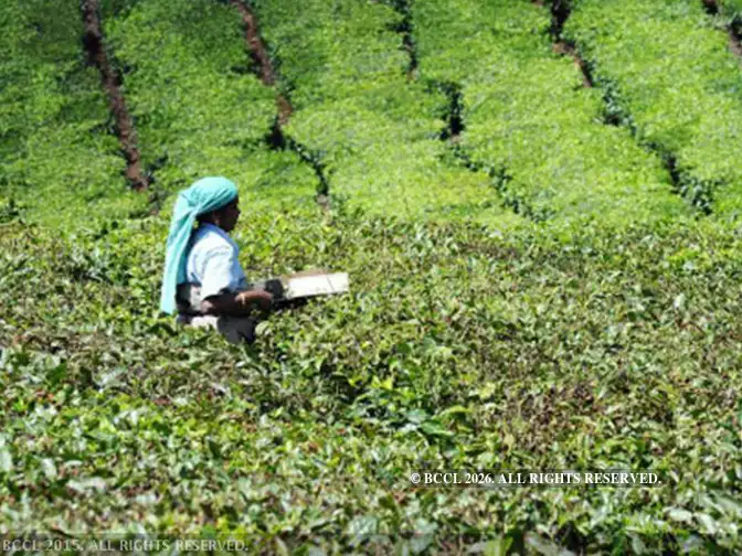 tea output: Prevailing heat wave may ruin tea output in Bengal tea belt ...