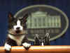 White House has a new job vacancy: First pet!