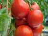 Low yields to blame for high prices for tomato