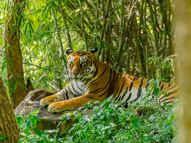 Tholpetty Wildlife Sanctuary, Wayanad