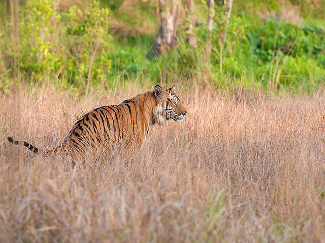 Kanha National Park, India - 13 most enthralling tiger reserves around the  world | The Economic Times