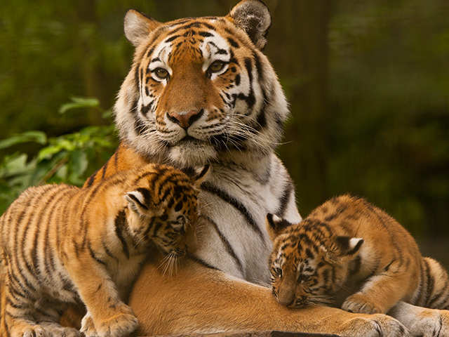 Bandipur Tiger Reserve, Karnataka