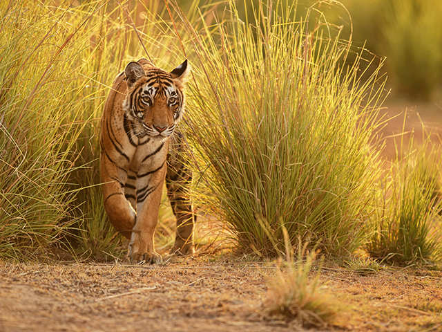 Ranthambore National Park, Rajasthan