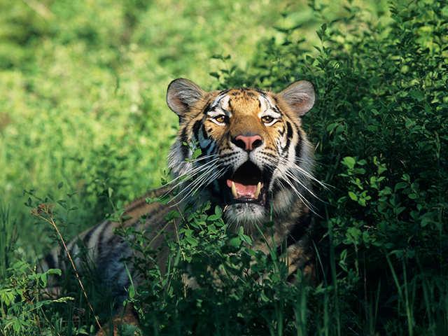 Bandhavgarh National Park, MP