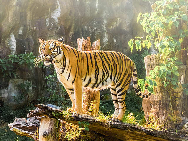 Jim Corbett National Park, Uttarakhand