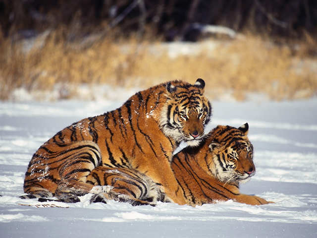 Siberian Tiger Safari