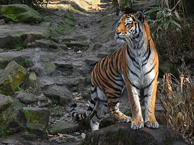 Kanha National Park, India