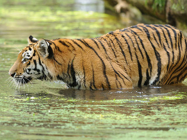 Sundarbans Reserve Forest, Bangladesh