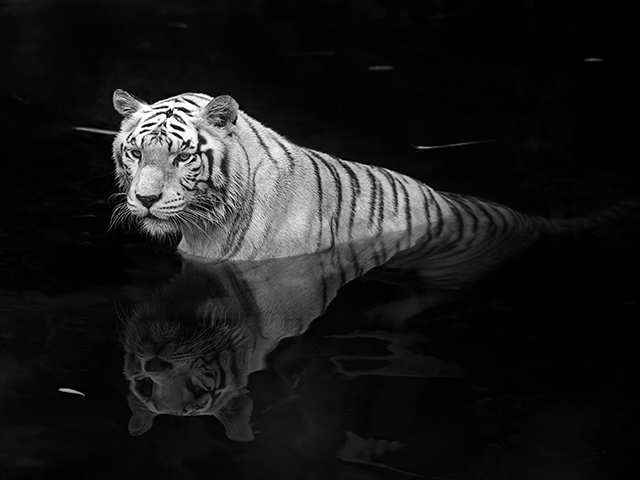 Kaziranga Tiger Reserve, Assam