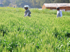 Government approves MoU for BRICS agriculture research platform