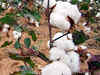 Cotton traders expect prices to stay firm