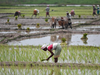 Crop planting up 2.6% from year ago: farm ministry