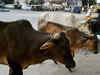 Ban cow slaughter across India: Umer Ahmed Ilyasi