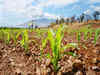 India in no hurry to grow GM food crops