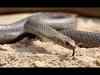 Snakes face threat from humans, superstitions surrounding them
