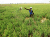 Scam-hit farmers won't have problem getting loans, says government