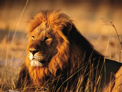 Saving the jungle kings
