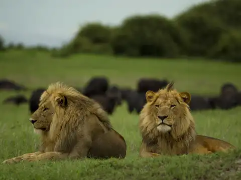 A potential habitat for lions