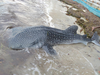 Whale shark washed ashore alive, wildlife officials release it back in sea