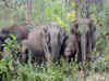 India's elephant population stable: Census