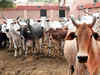 85 lakh cattle, buffaloes tagged with UID number so far: Government