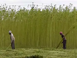 The Prime Minister also emphasized that soil health cards should be printed in the local dialect of the area, so that the farmers are able to read and understand them easily. The Prime Minister also emphasized that soil health cards should be printed in the local dialect of the area, so that the farmers are able to read and understand them easily.