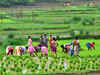30 per cent of funds in agriculture schemes being earmarked for women: Government