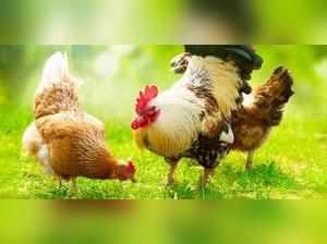 poultry day