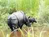 Manas National Park has first rhino calf in three years