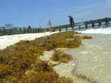 Oil-coated cable and sea grasses