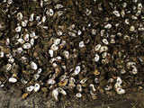 Oil spill's impact on oysters