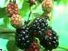 Blackberries cultivation a hit among Uttarakhand farmers