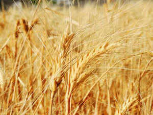 wheat