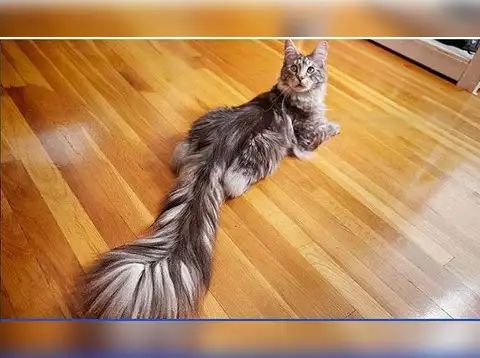 Longest tail on a domestic cat: