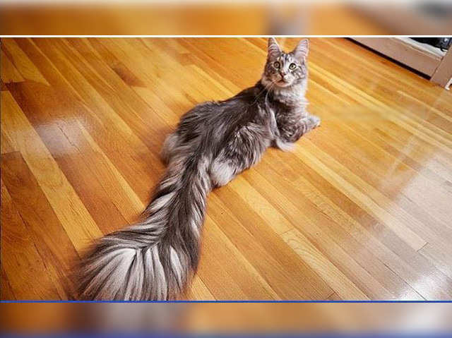 Longest tail on a domestic cat: