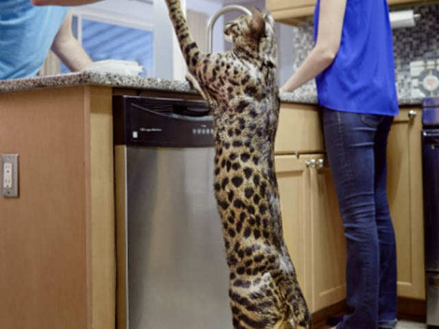 Tallest domestic cat: