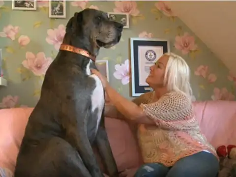 Tallest dog living (male)