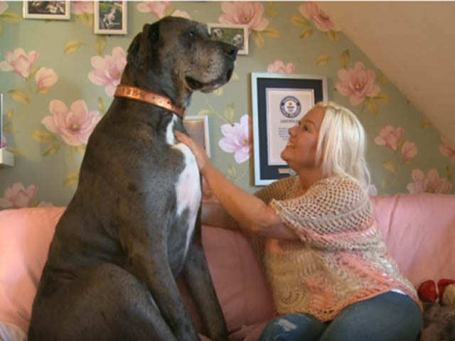 Tallest dog living (male)