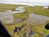 Oil damaged shoreline