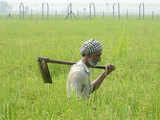 Make own strategy to double farmers' income: Centre to states