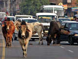 How the Indian cow has gone from mata to menace