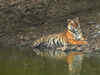 Nepal, India to conduct first joint tiger count