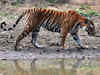 Madhya Pradesh loses 17 tigers in 2017: NTCA