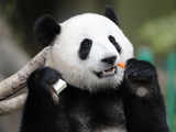Story of Chinese Panda and its diplomatic reach