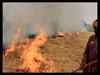 NGT asks states to be vigilant about crop burning