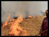 NGT asks states to be vigilant about crop burning