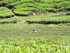 Tea board proposes Rs 100 crore package for Darjeeling estates